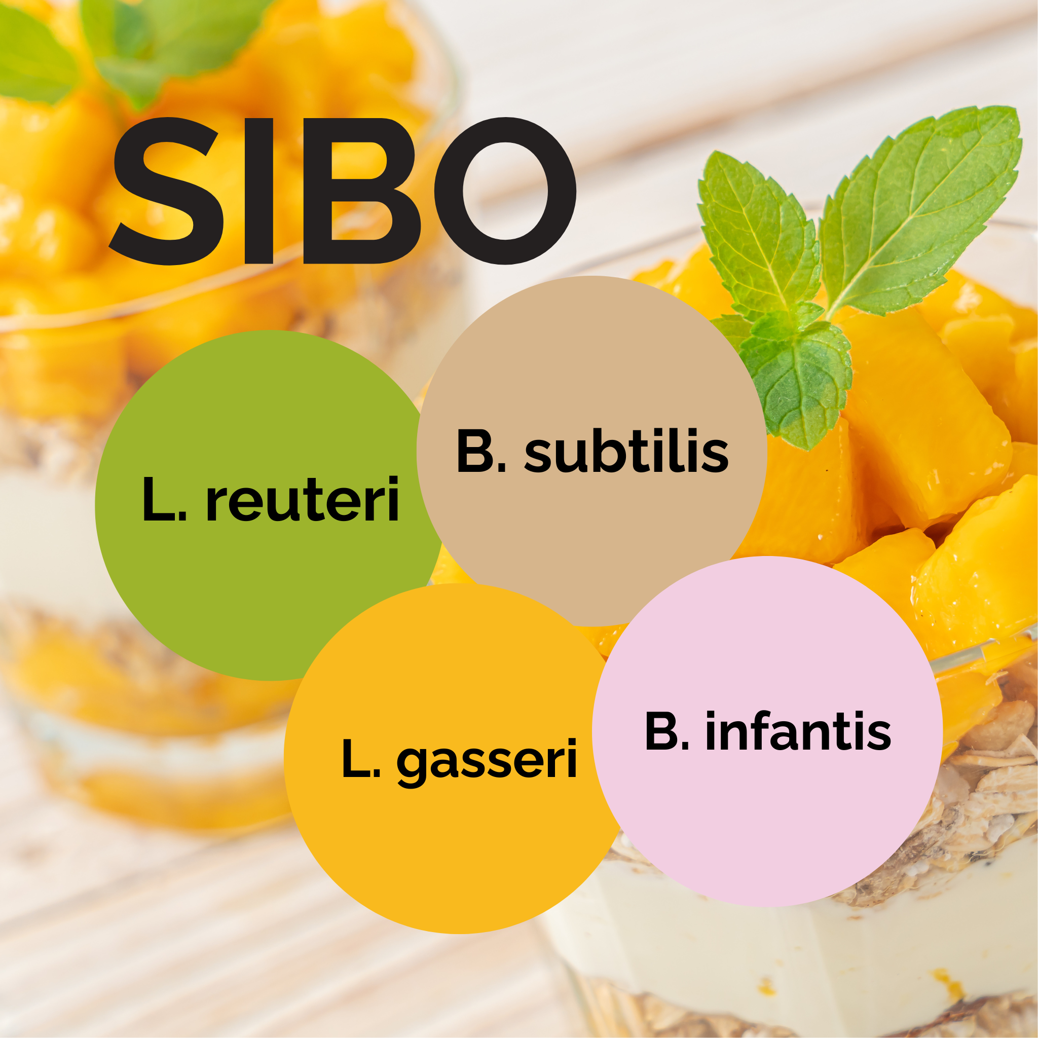 إل. رويتيري + إل. جاسيري + ب. إنفانتيس + ب. سبتيلس | مجموعة بدء الزبادي | SIBO | مستعمرات بدء | عبوة 3 قطع